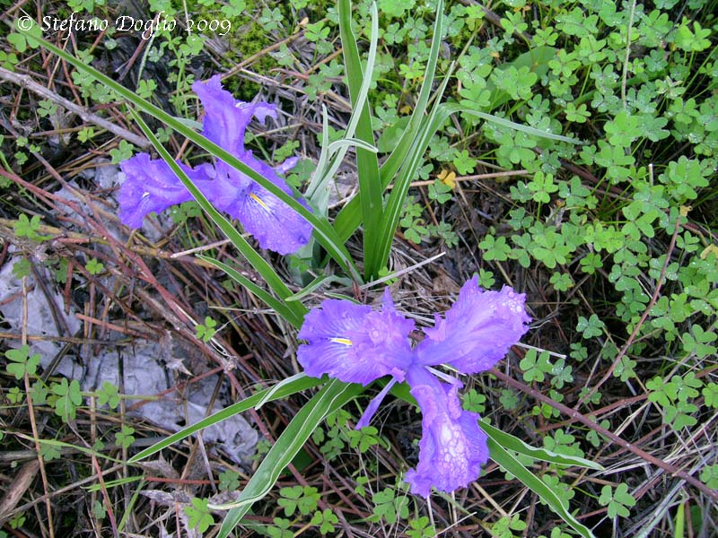 Iris planifolia